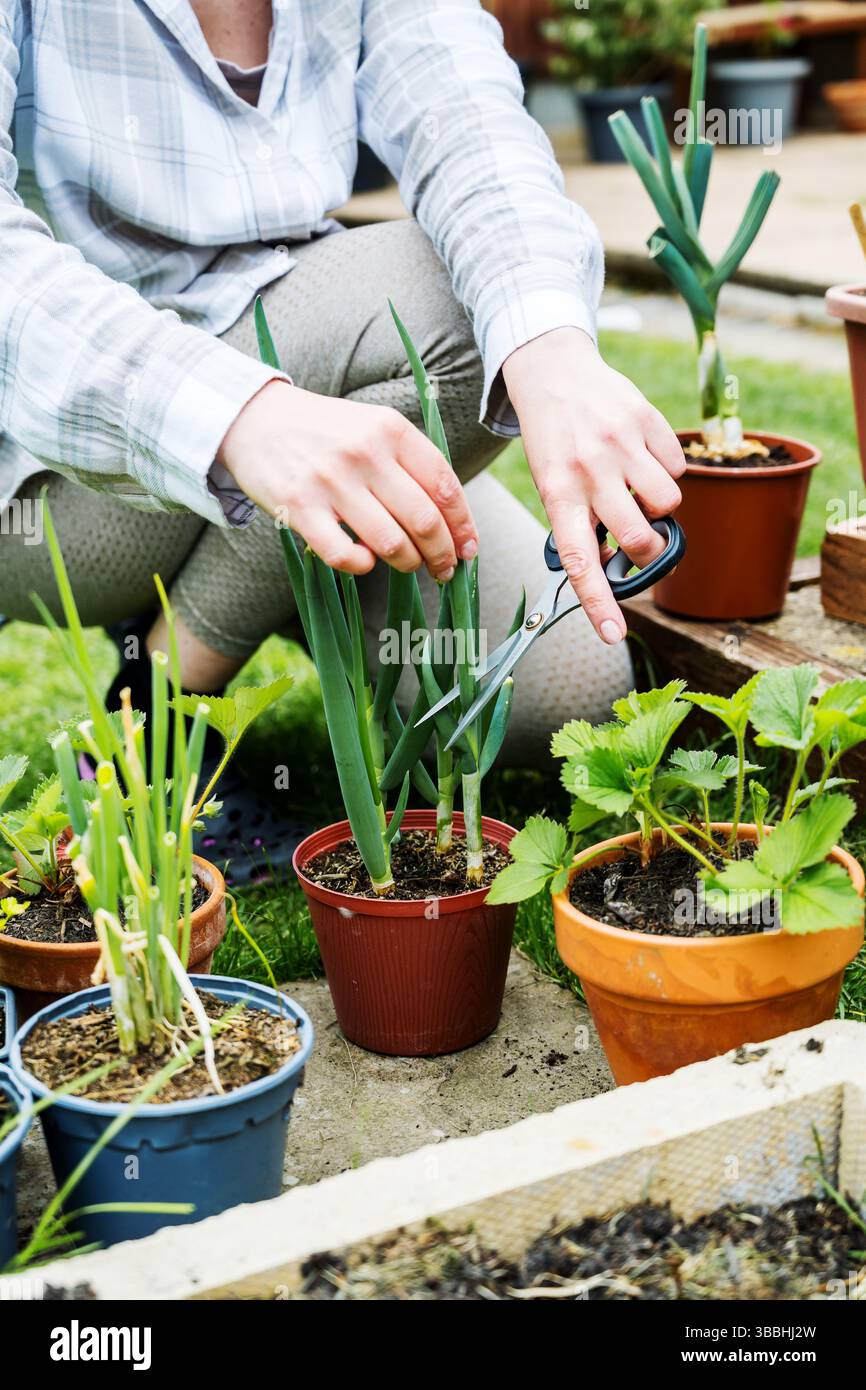 Frauenhände schneiden Frühlingszwiebeln, die im Topf gezüchtet werden, Gartenarbeit Stockfoto