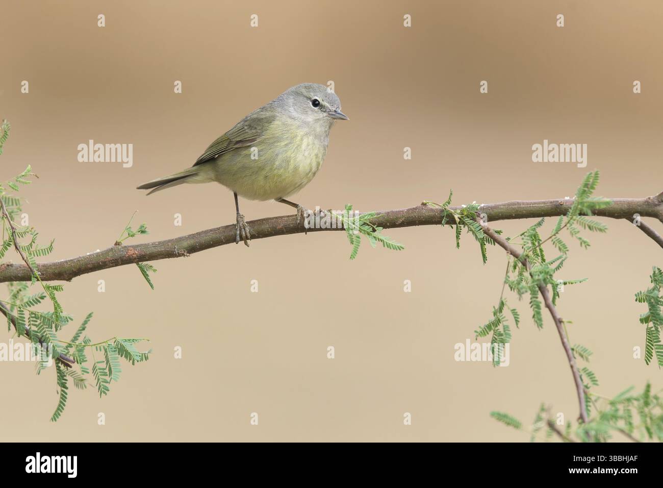 Orangenkronen-Warbler (Leiothlypis celata) auf einem Zweig, Texas, USA, Nordamerika Stockfoto