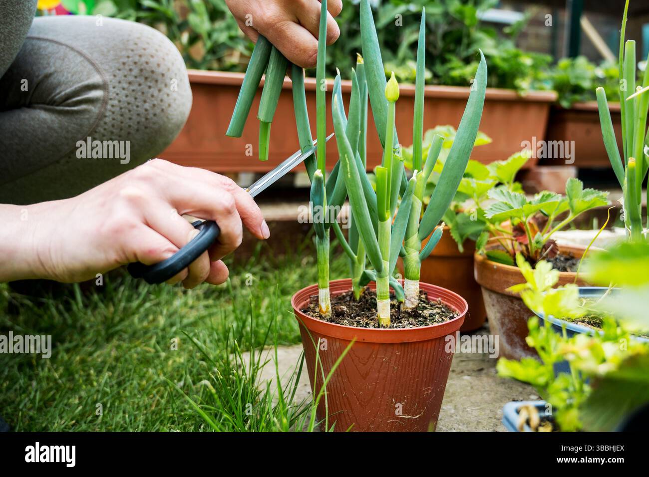 Frauenhände schneiden Frühlingszwiebeln, die im Topf gezüchtet werden, Gartenarbeit Stockfoto