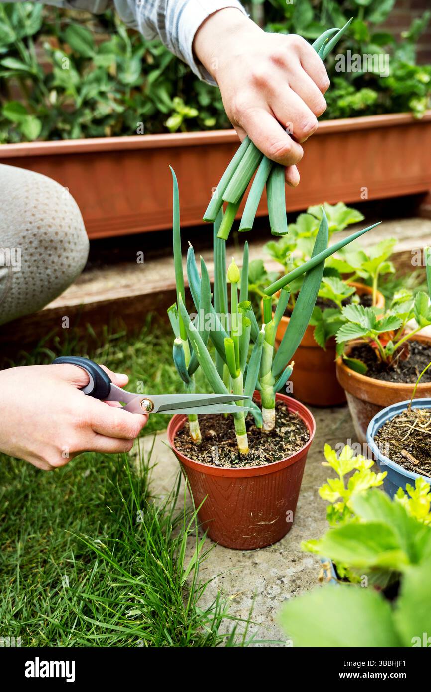 Frauenhände schneiden Frühlingszwiebeln, die im Topf gezüchtet werden, Gartenarbeit Stockfoto
