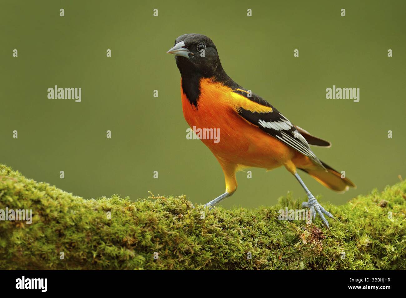 Baltimore Oriole, Ikterus galbula, sitzt auf dem grünen Mooszweig. Tropenvogel im Naturraum. Tierwelt in Costa Rica. Orangefarbener schwarzer Berg Stockfoto