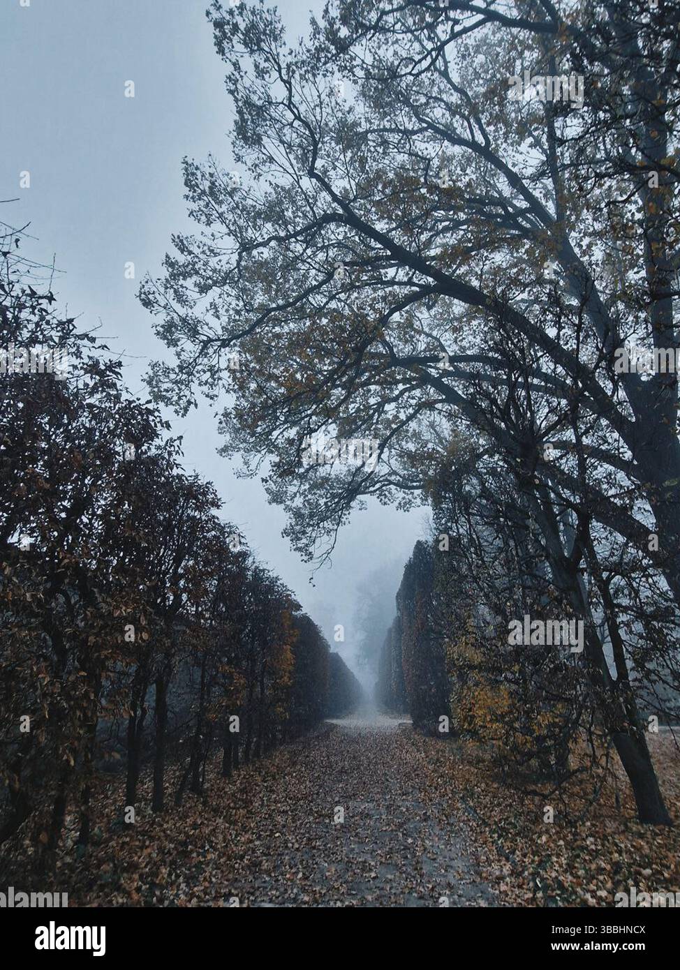 Nebeliger Pfad durch Bäume mit gefallenen Blättern in einem ruhigen Wald Stockfoto