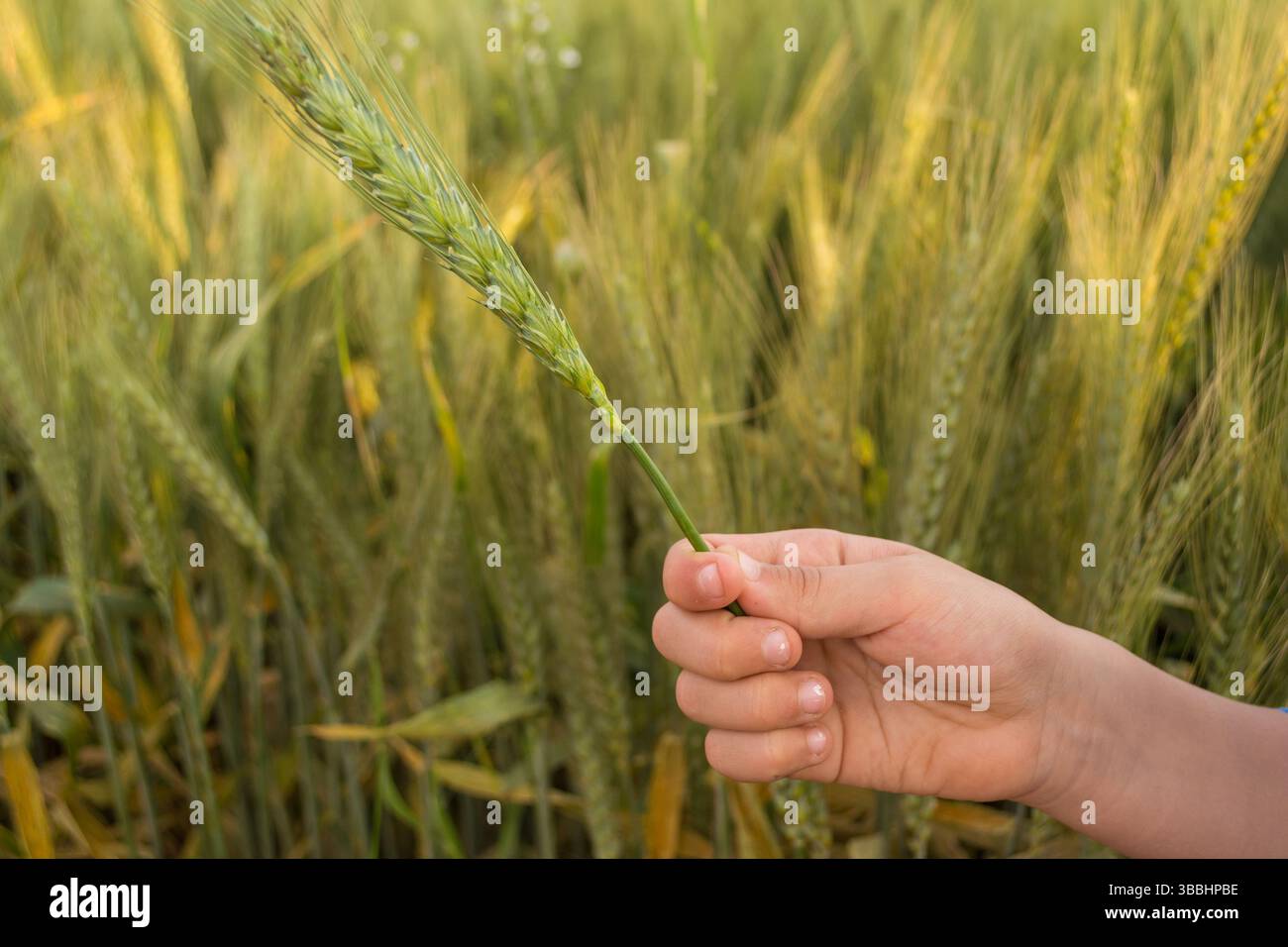 Hand untersucht goldene Weizenkörner auf einem sonnendurchfluteten Feld Stockfoto