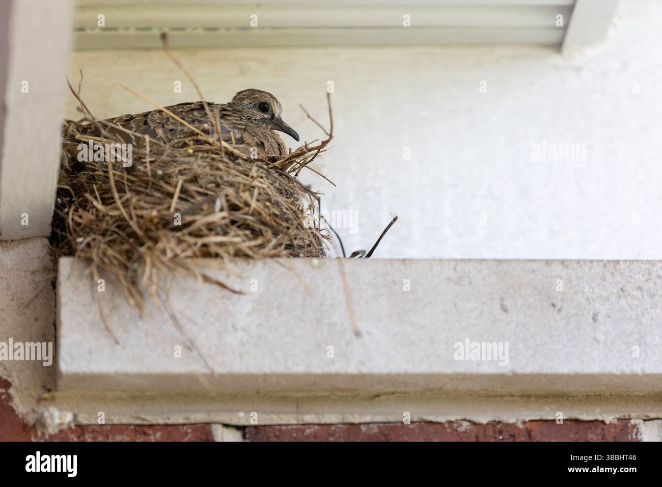 Trauertaube, die in einem Nest auf einem Felsvorsprung unter einer Dachtraufe ruht. Stockfoto