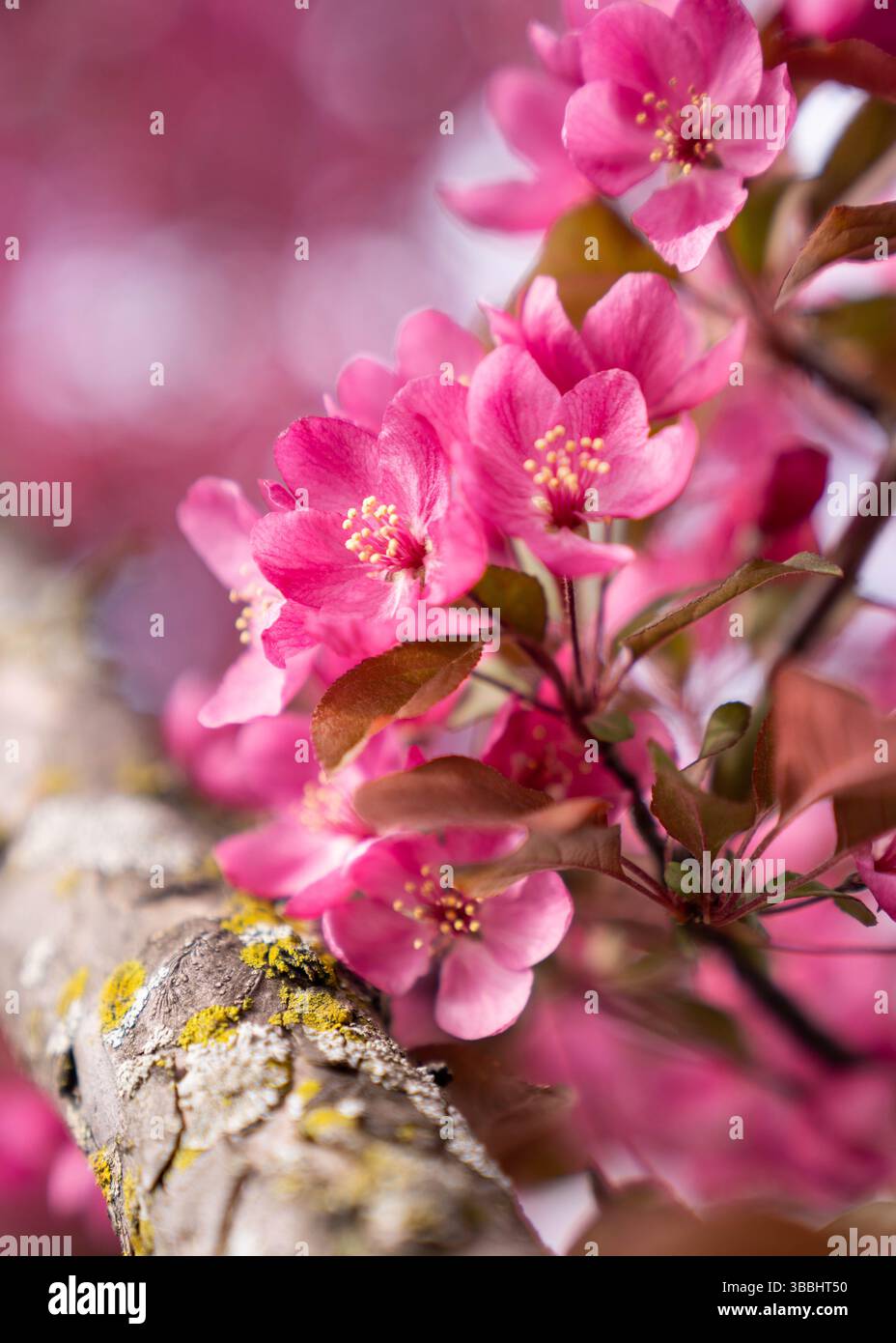 Rosa Blüten und strukturierter Zweig im Frühling Stockfoto