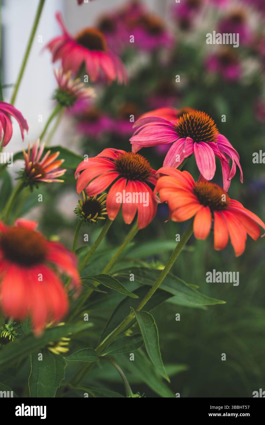 Eine Kollektion korallenfarbener Koneflower Stockfoto