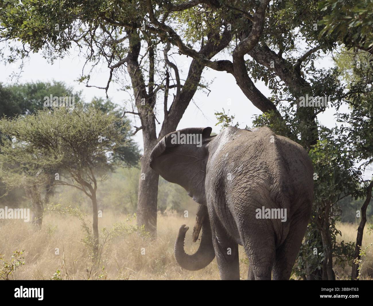 Ein Elefant, der Staub auf seinen eigenen Rücken bläst, um ihn vor Sonnenschutz zu schützen Stockfoto
