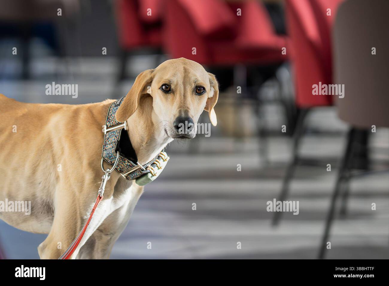 Porträt eines eleganten sandigen Sloughi, arabischen Hounds. Porträt eines arabischen Greyhoundons auf einem Café-Hintergrund. Hundefreundliches Café. Stockfoto