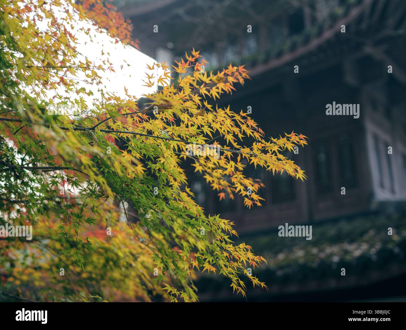 Herbstliches Ahornlaub in Nahaufnahme vor verschwommenem Hintergrund des traditionellen Pavillons Stockfoto