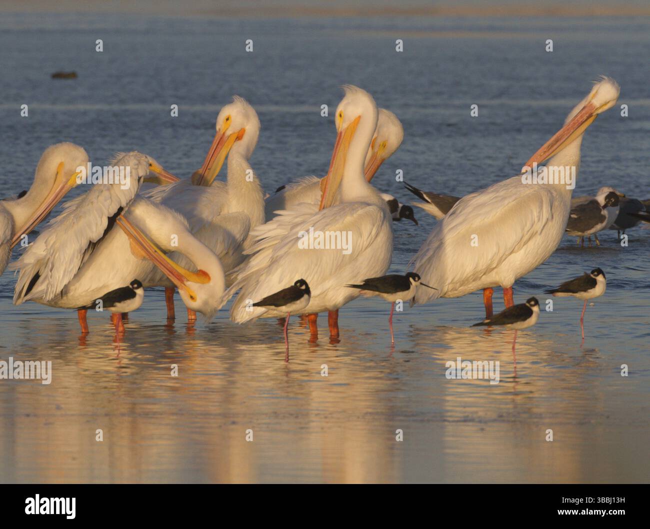 American White Pelican (Pelecanus erythrorhynchos), Texas, USA, Nordamerika Stockfoto