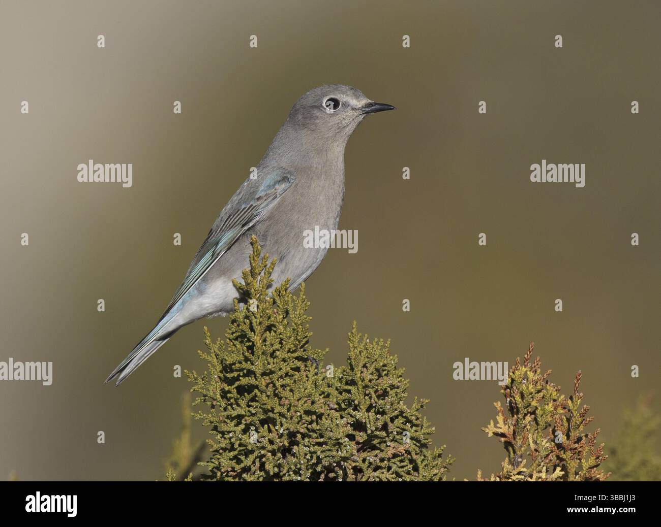 Mountain Bluebird (Sialia currucoides), New Mexico, USA, Nordamerika Stockfoto