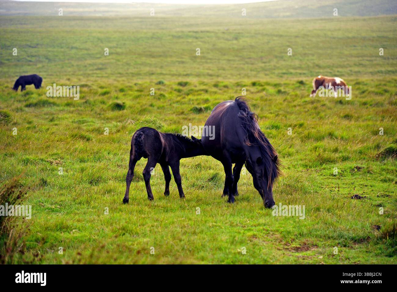 Fohlen und Stute beim Grasen bei Princetown. Dartmoor england dartmoor 05 *** Fohlen und Stute weiden bei Princetown Dartmoor England England dartmoor 05 Stockfoto