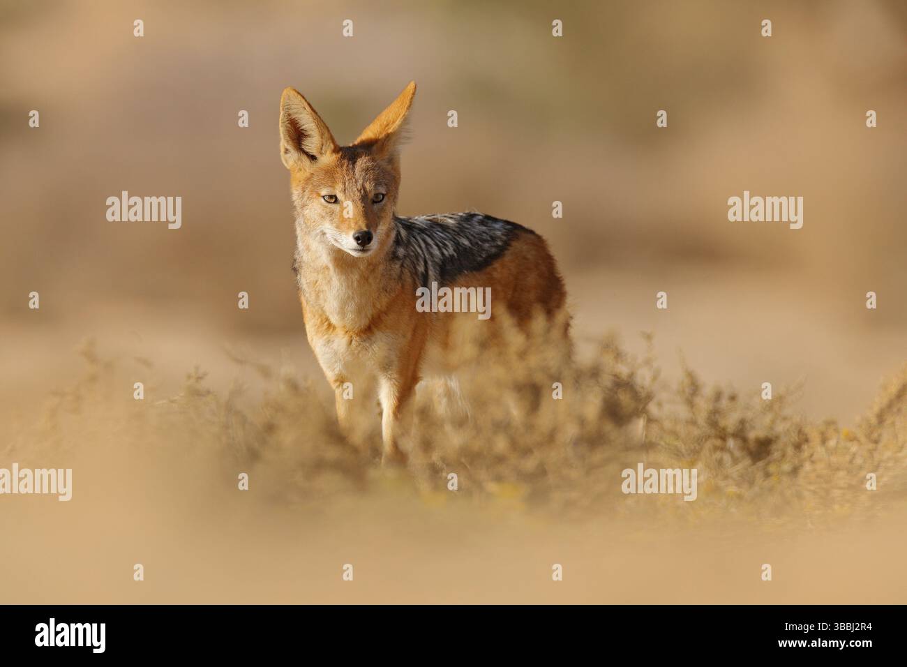Jackal und Abendsonne. Schwarzrückenschakal, Canis mesomelas mesomelas, Tierporträt mit langen Ohren, Kgalagadi, Südafrika. Wunderschönes Wil Stockfoto