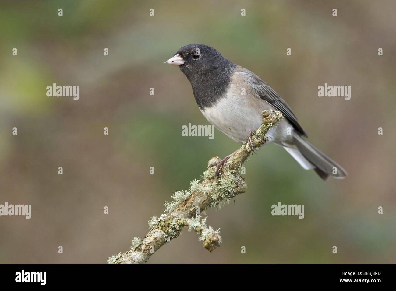 Oregon Junco (Junco hyemalis oreganus), British Columbia, Kanada, Nordamerika Stockfoto