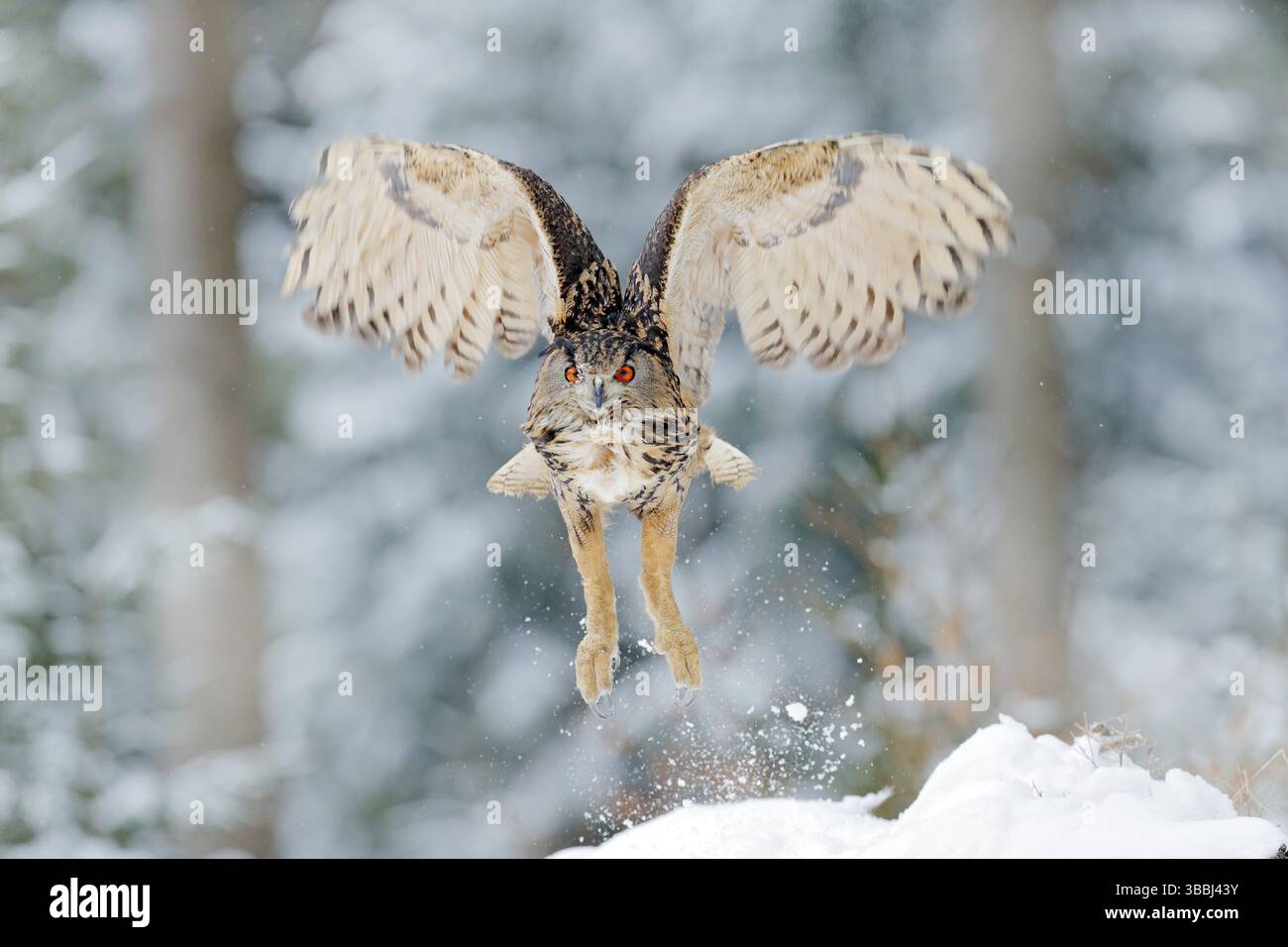 Eule beginnt im Schnee. Fliegende Eurasische Eule mit offenen Flügeln mit Schneeflocke im verschneiten Wald im kalten Winter. Wildlife Europa, Deutschland. Eule in na Stockfoto