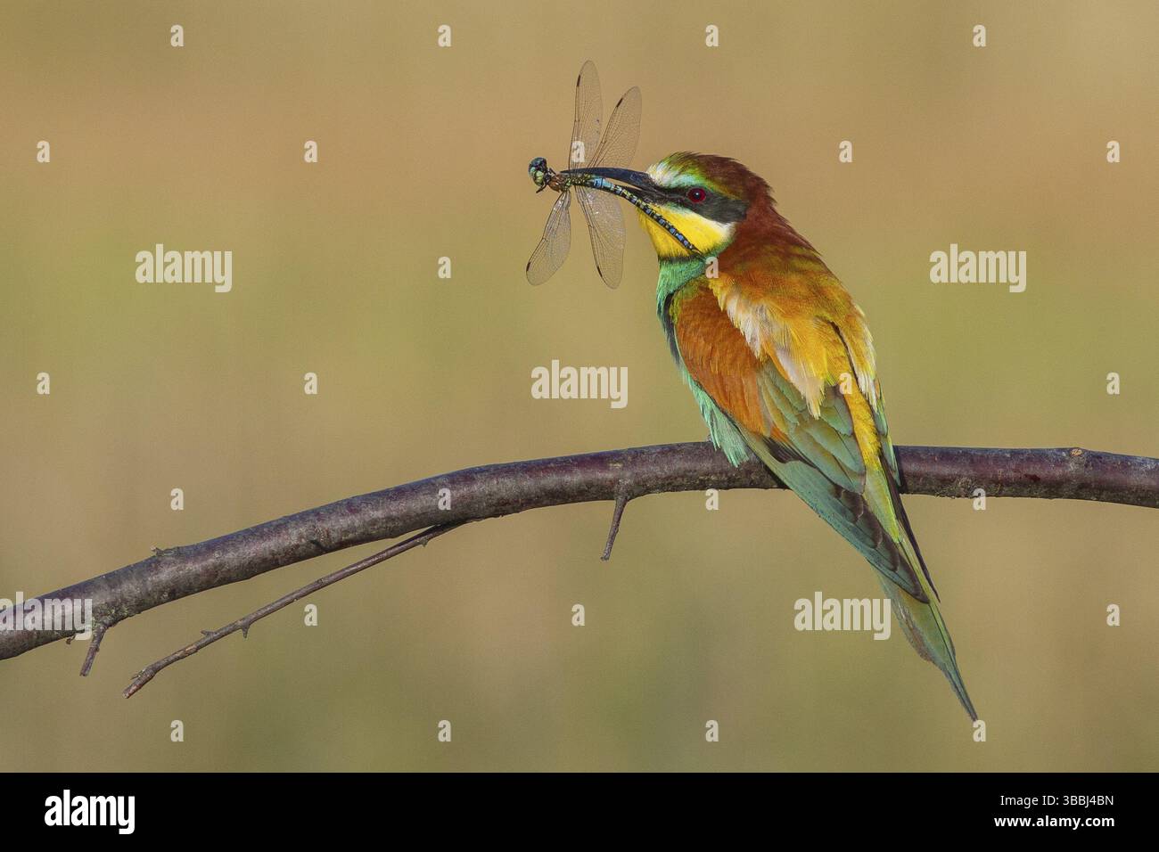 Europäischer Bienenfresser (Merops apiaster) auf einem Zweig mit einer Libelle im Schnabel, Serbien, Europa Stockfoto