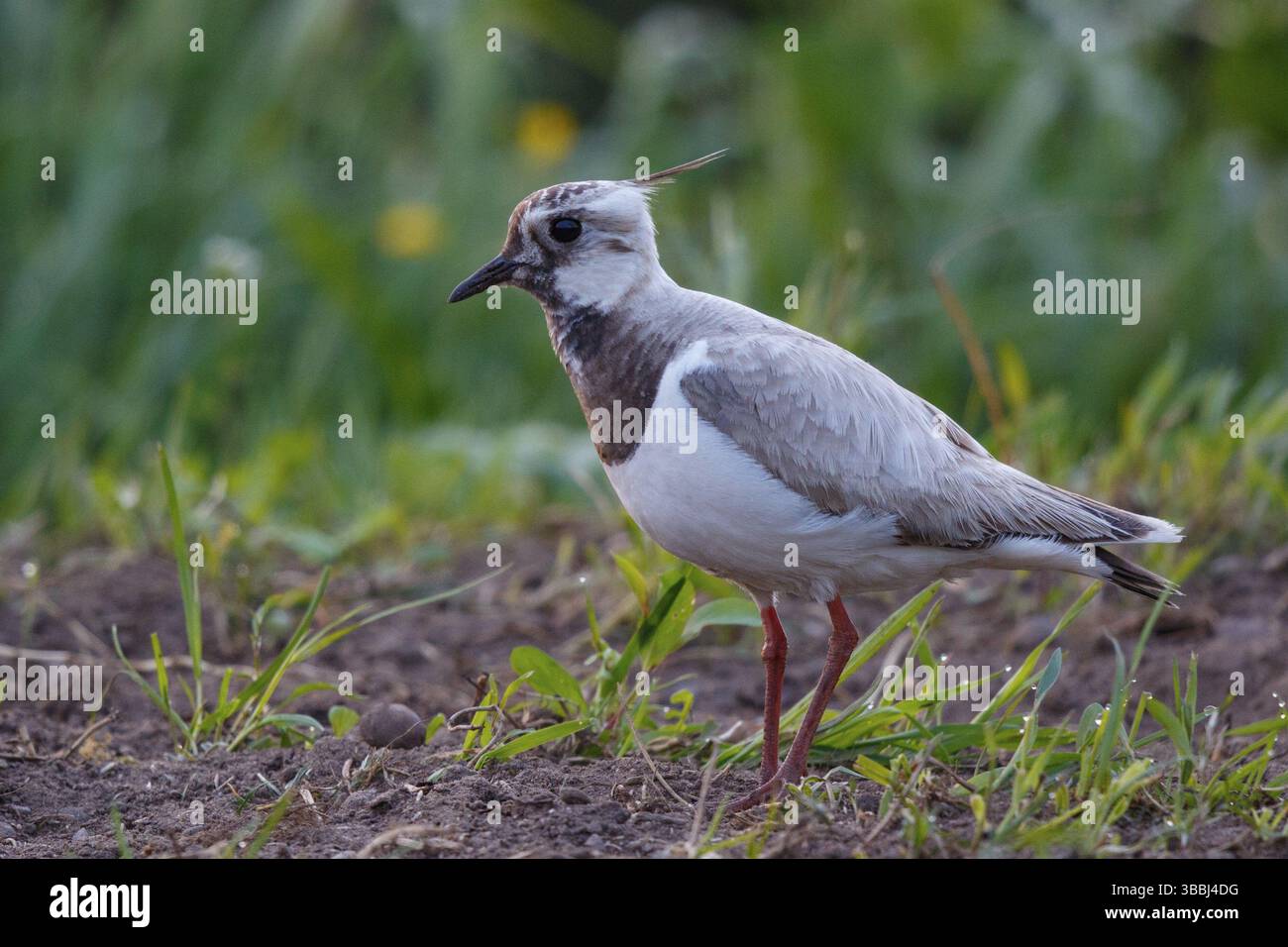 Nördlicher Lapwing (Vanellus vanellus) partieller Albino, Niederlande Stockfoto
