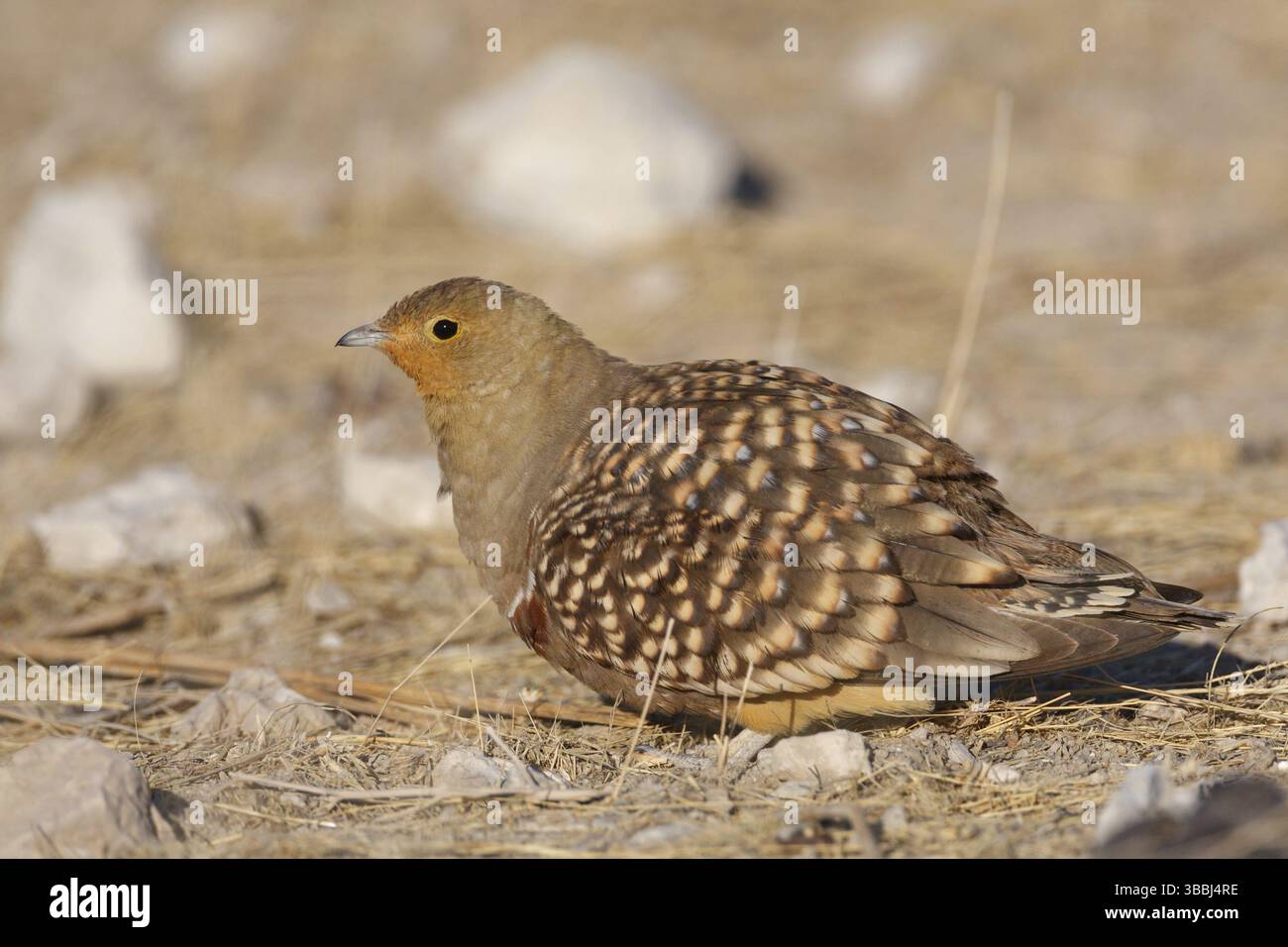 Namaqua Sandgrouse (Pterocles namaqua), Oshikoto, Namibia, Afrika Stockfoto