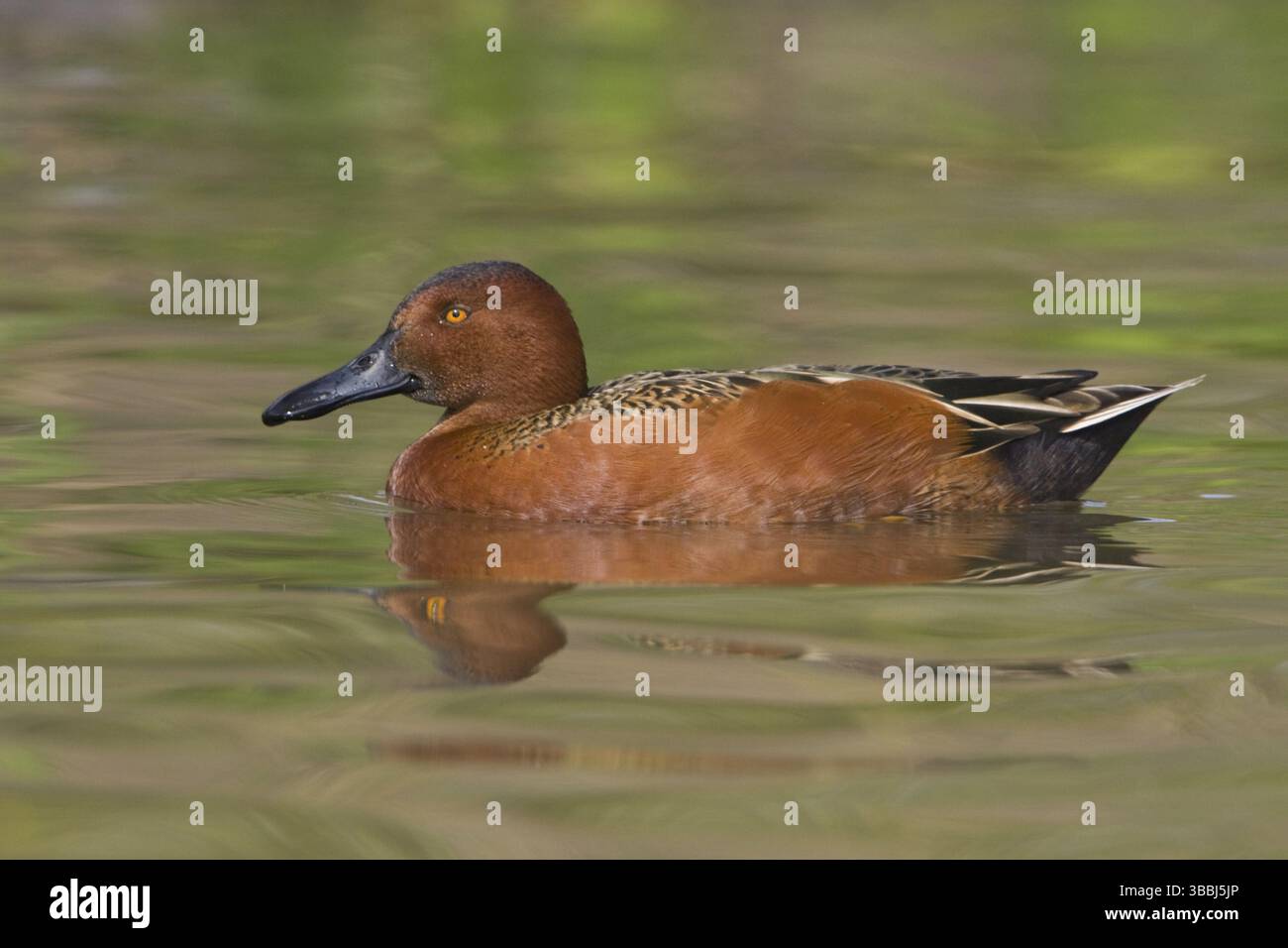Zimt-Teal (Spatula cyanoptera) männlich, Texas, USA, Nordamerika Stockfoto