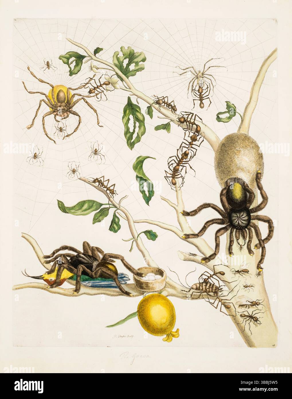 Maria Sibylla Merian, Platte 18, Spinnen und Ameisen, aus 'Dissertation in Insect Generations and Metamorphosis in Surinam', handkolorierte Illustration, 1719 Stockfoto