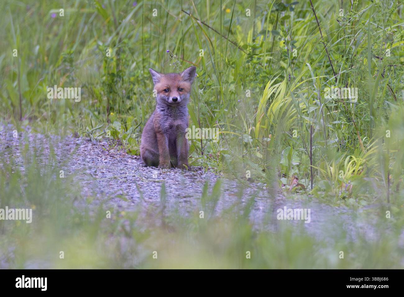 Rotfuchs (Vulpes vulpes) einsamer Welpe auf Forststraße, Hessen, Deutschland, Europa Stockfoto