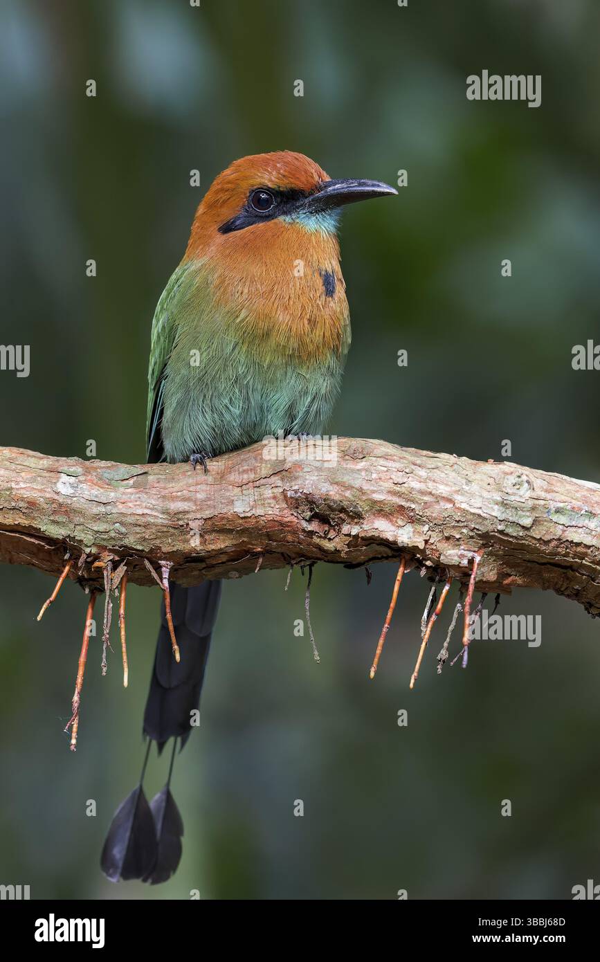 Breitschnabel-Motmot (Electron platyrhynchum) auf einer Niederlassung in Panama, Zentralamerika Stockfoto