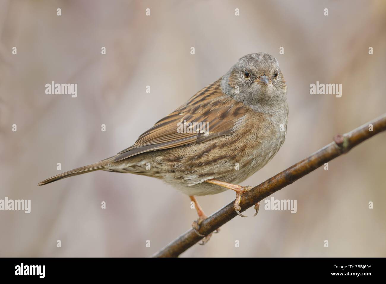 Heckenbraunelle, Prunella modularis Dunnock Stockfoto