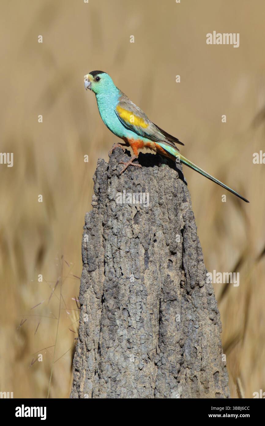 Goldschulterpapagei (Psephotellus chrysopterygius) männlich, Queensland, Australien, Ozeanien Stockfoto