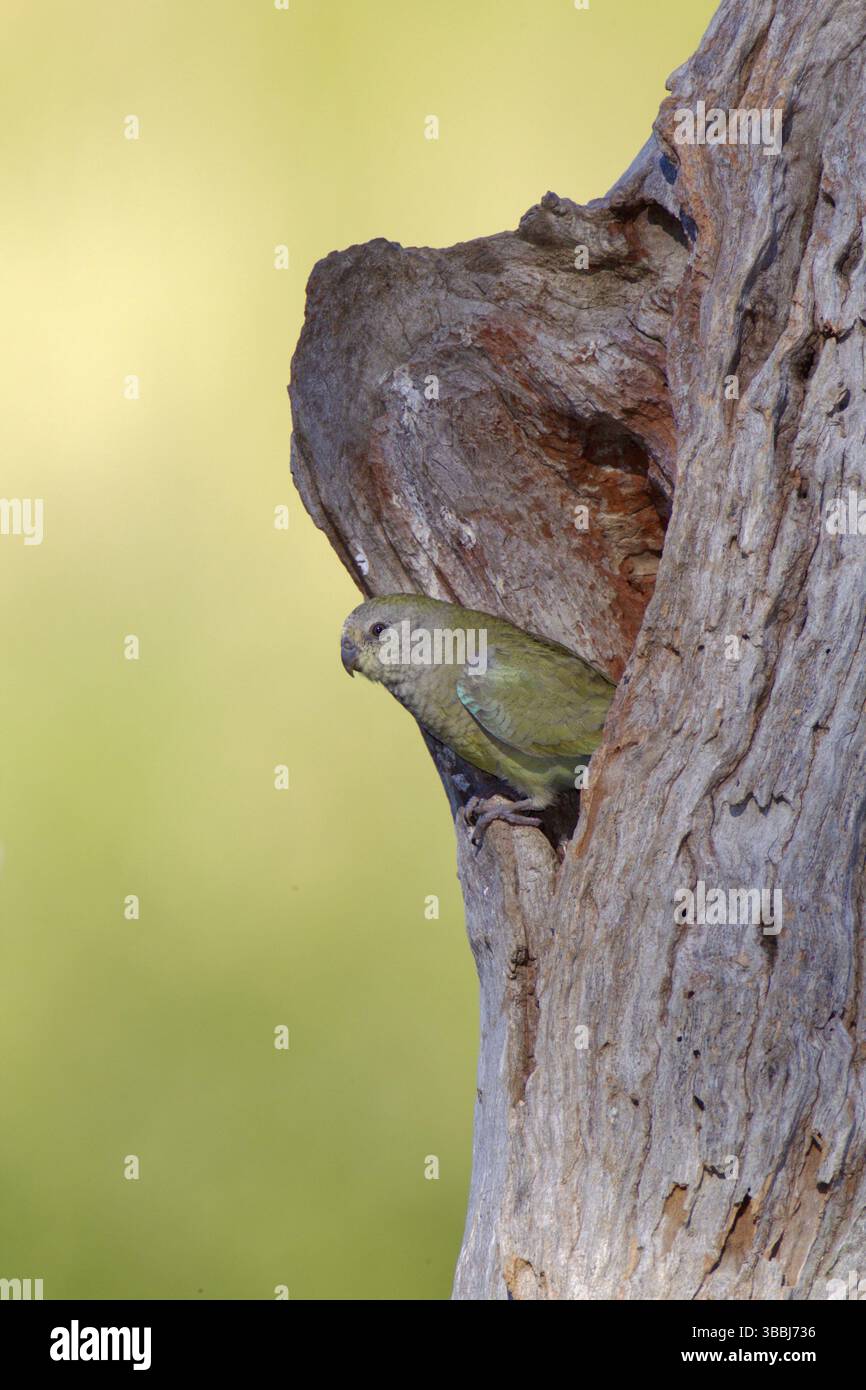 Rotwein-Papagei (Psephotus haematonotus) weiblich, Victoria, Australien, Ozeanien Stockfoto