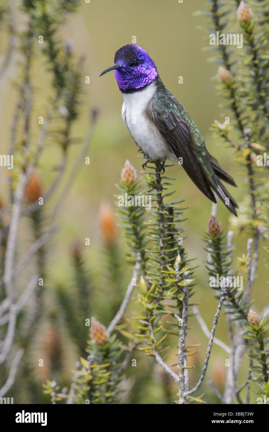 Der ecuadorianische Hillstar (Oreotrochilus chimborazo) thront auf einer Blume in Ecuador Stockfoto