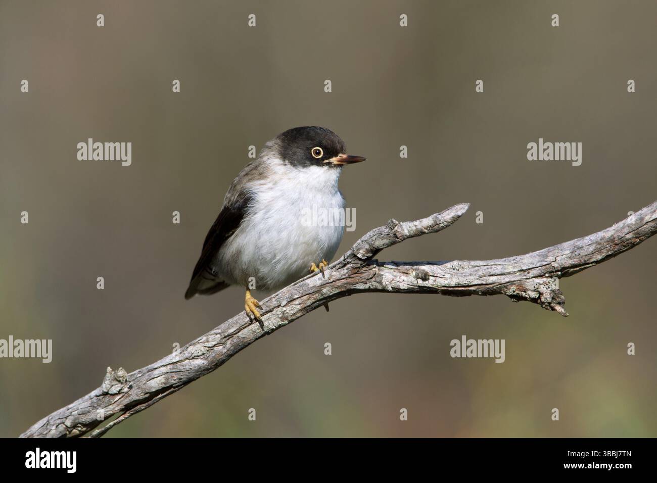 Verschiedene Sittella (Daphoenositta chrysoptera) weiblich, Victoria, Australien, Ozeanien Stockfoto