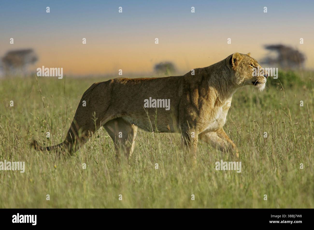Loewe (Panthera leo) Weibchen streift allein durch Savanne, Serengeti, Tansania | Afrikanischer Löwe (Panthera leo) einsames Weibchen in Savanne, Serengeti Nat Stockfoto