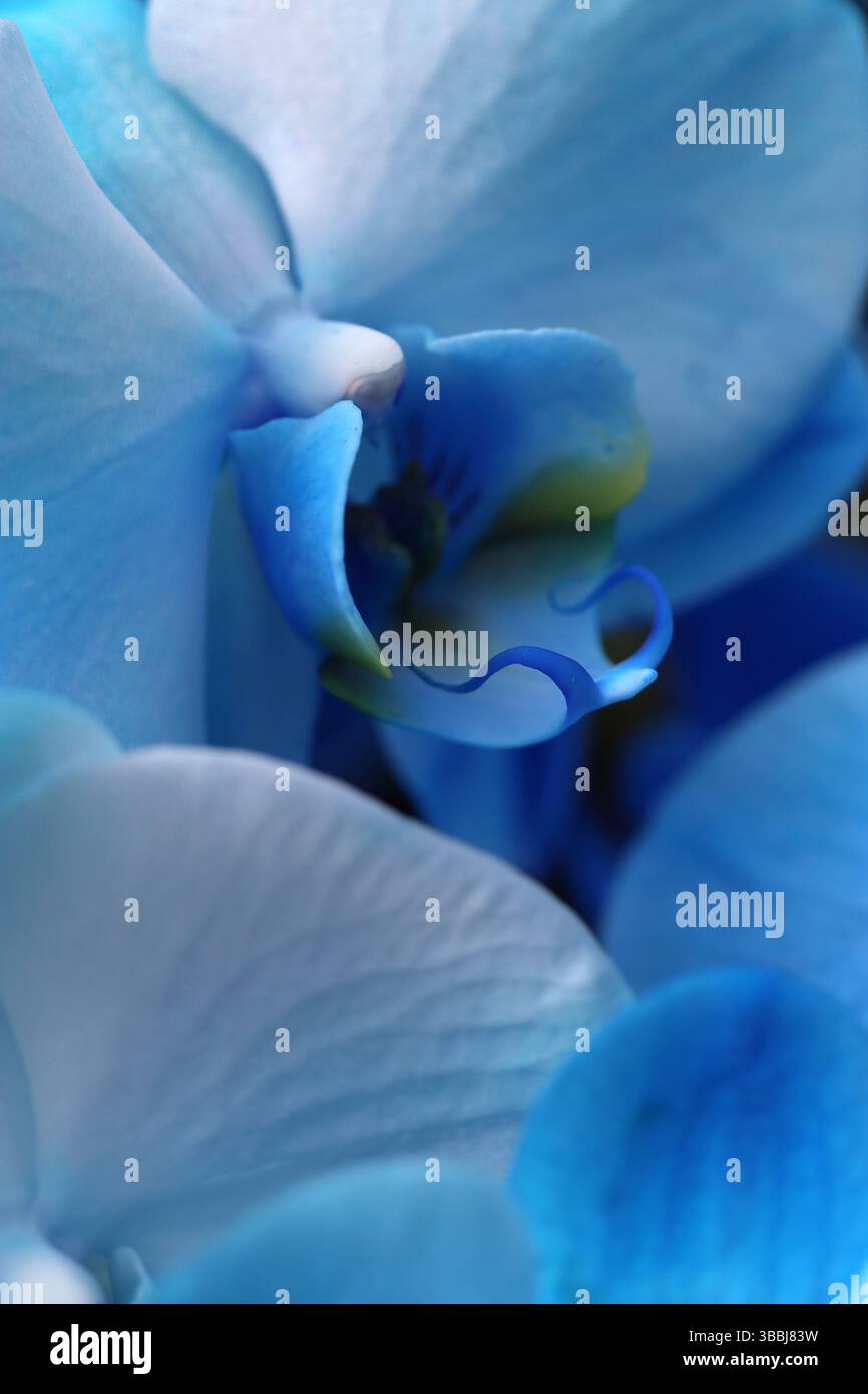 Nahaufnahme des Zentrums einer blauen Orchidee (Phalaenopsis; MottenOrchidee) mit Säule, Antherkappe, Lippe und Blütenblättern Stockfoto Nahaufnahme des Zentrums einer blauen Orchidee (Phalaenopsis; MottenOrchidee) mit Säule, Antherkappe, Lippe und Blütenblättern Stockfoto