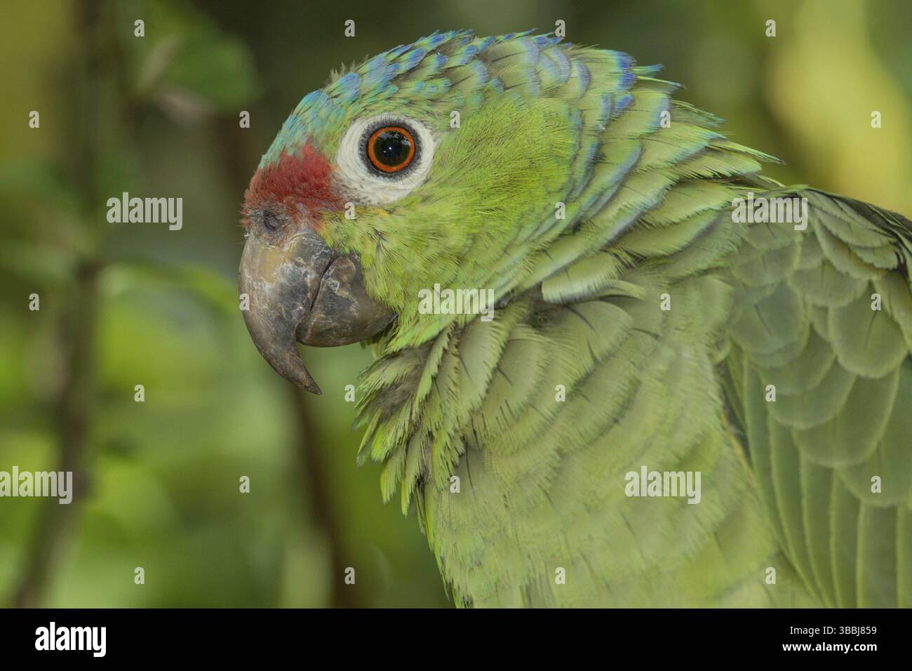 Amazonas autumnalis (Amazona autumnalis), Costa Rica, Mittelamerika Stockfoto