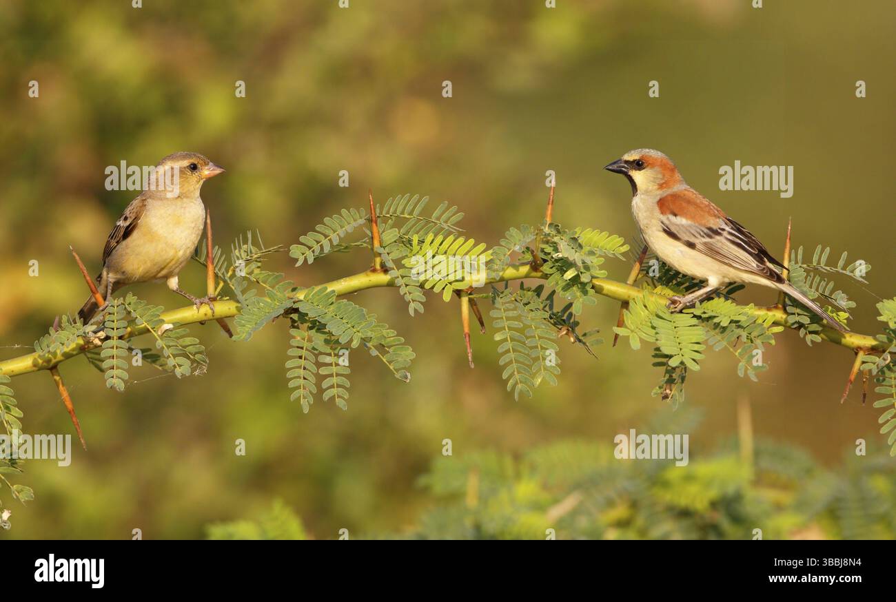 Paar mit schlichtem Spatzen (Passer flaveolus), Thailand, Asien Stockfoto