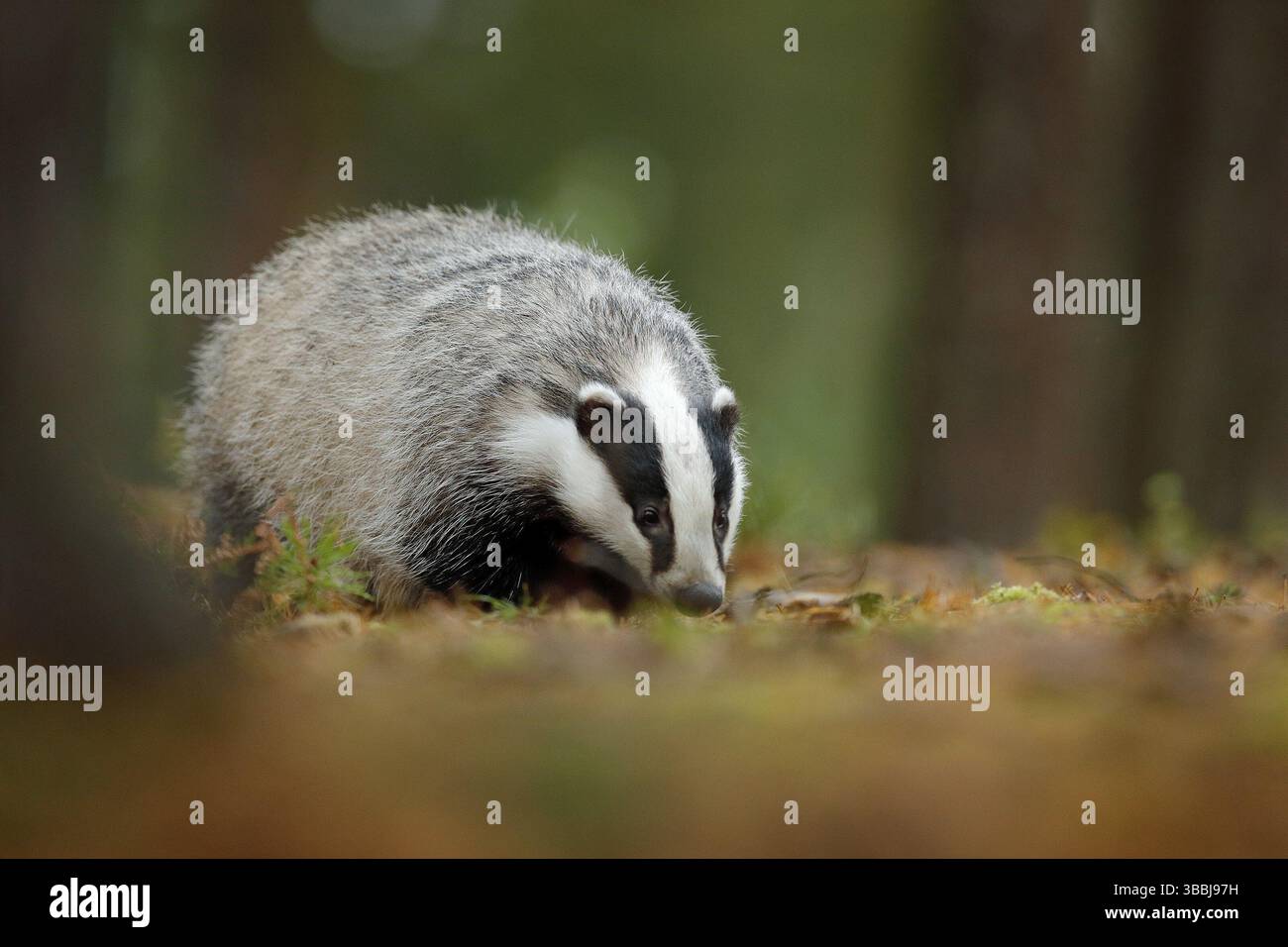 Dachs im Wald, Tiernaturlebensraum, Deutschland, Europa. Wildtierszene. Wilder Dachs, Meles meles, Tier in Holz. Europäischer Dachs, Herbstkiefer grün Stockfoto