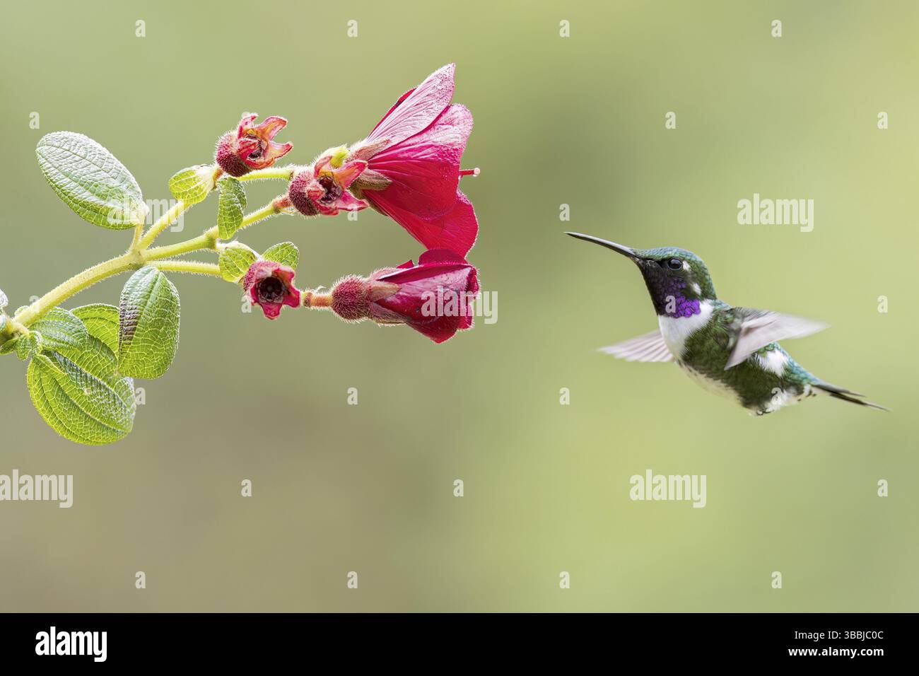 Weißbauchbaumstern (Chaetocercus mulsant) fliegen während der Fütterung an einer Blume in Kolumbien, Südamerika Stockfoto