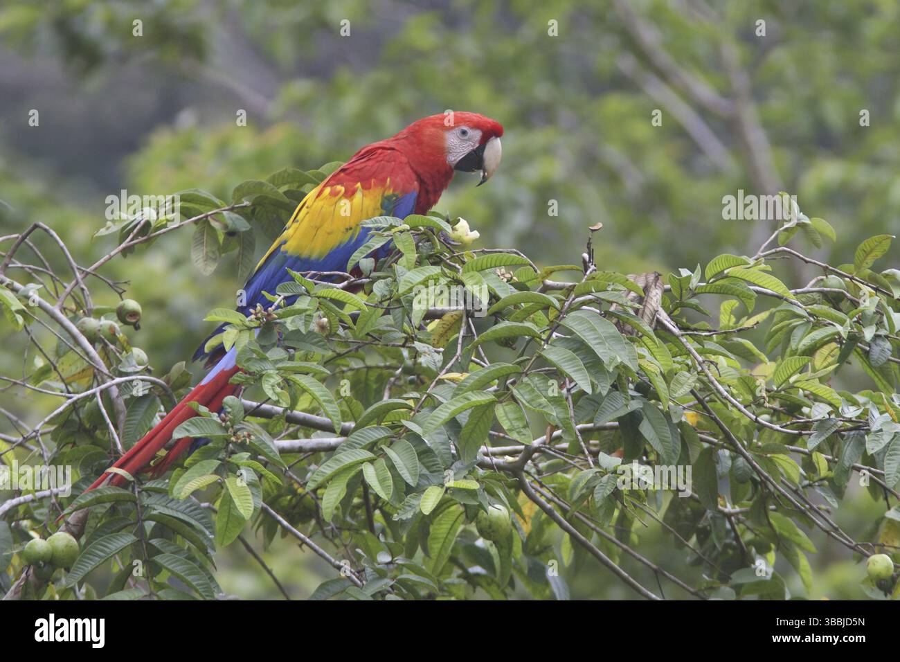 Scharlacharas (Ara macao), Costa Rica, Mittelamerika Stockfoto