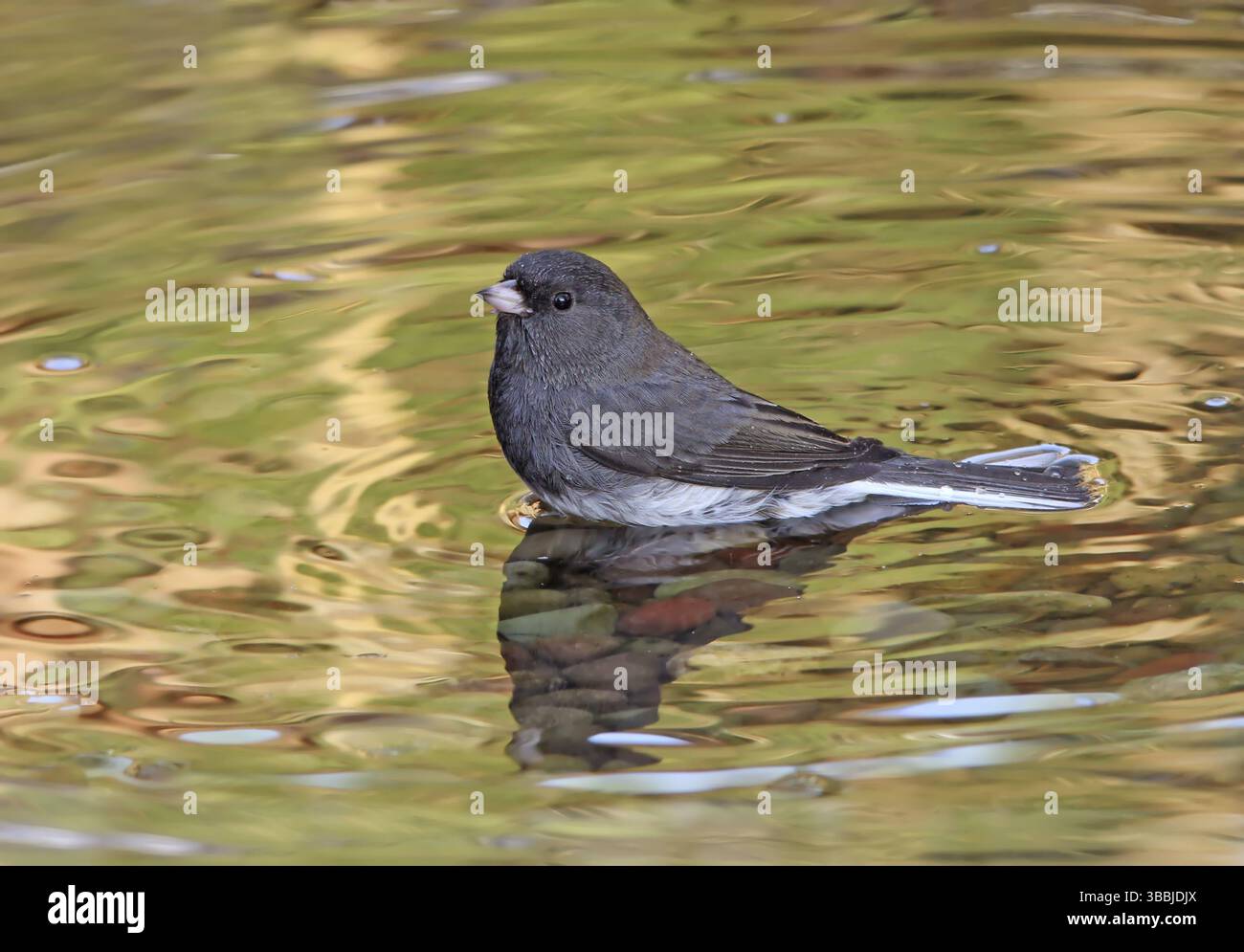 Dunkeläugige Junco, Junco hyemalis, baden in einem Teich in Saskatchewan, Kanada, Nordamerika Stockfoto