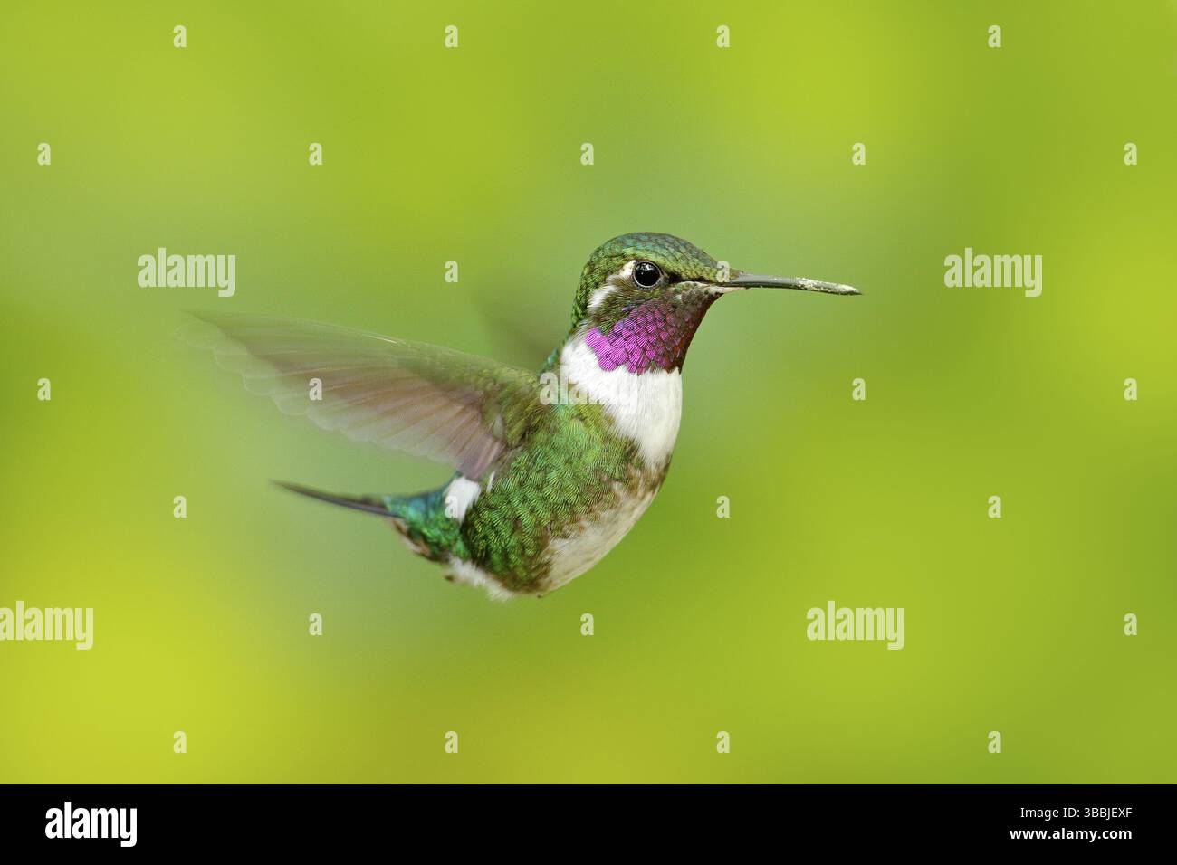 Weißbauchiger Woodstar, Kolibri mit klarem grünen Hintergrund. Vogel aus Tandayapa. Kolibri aus Ecuador. Kolibri im natürlichen Lebensraum. Fliegen Stockfoto