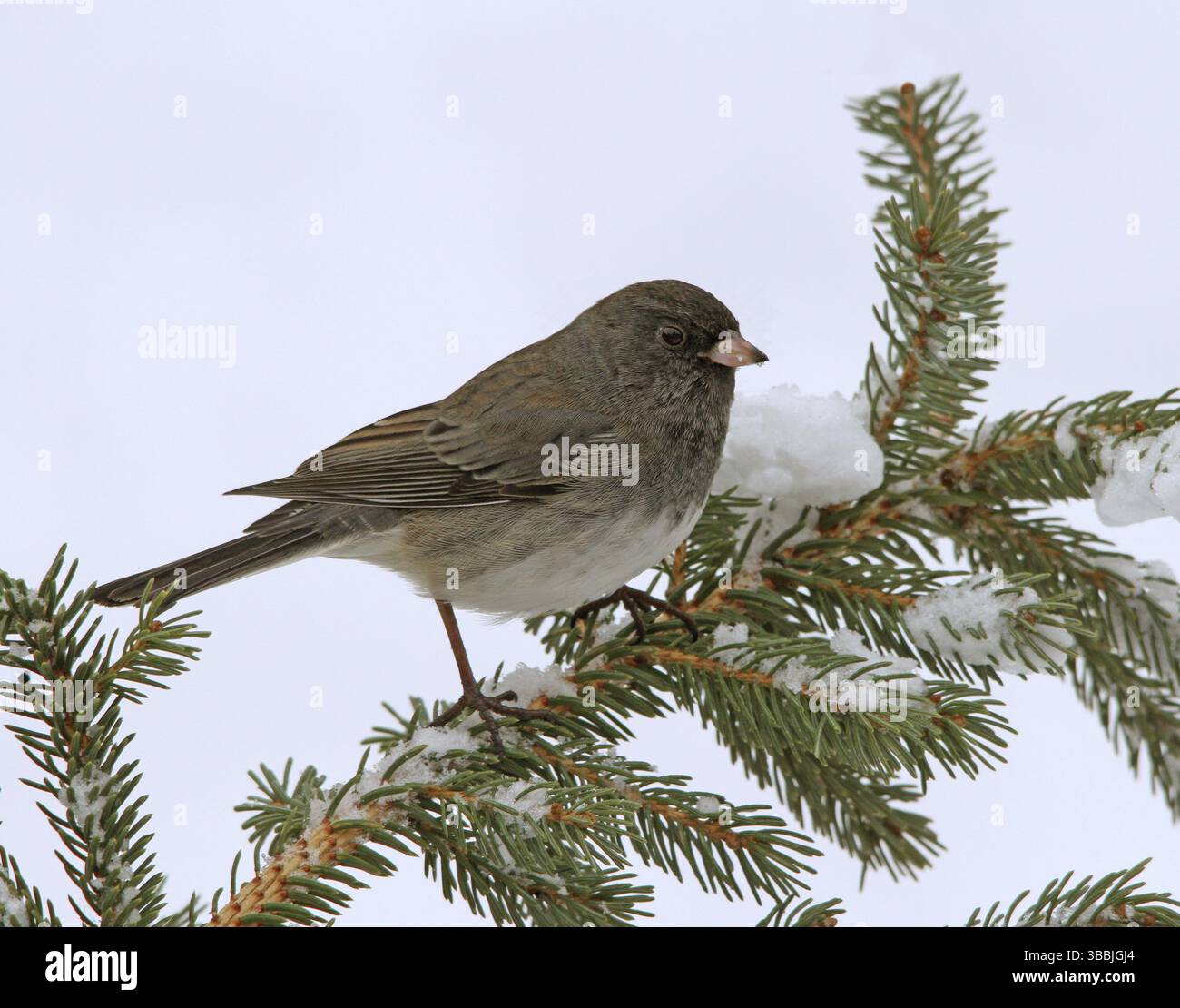 Schieferfarbener Junco (Junco hyemalis hyemalis), Saskatchewan, Kanada, Nordamerika Stockfoto
