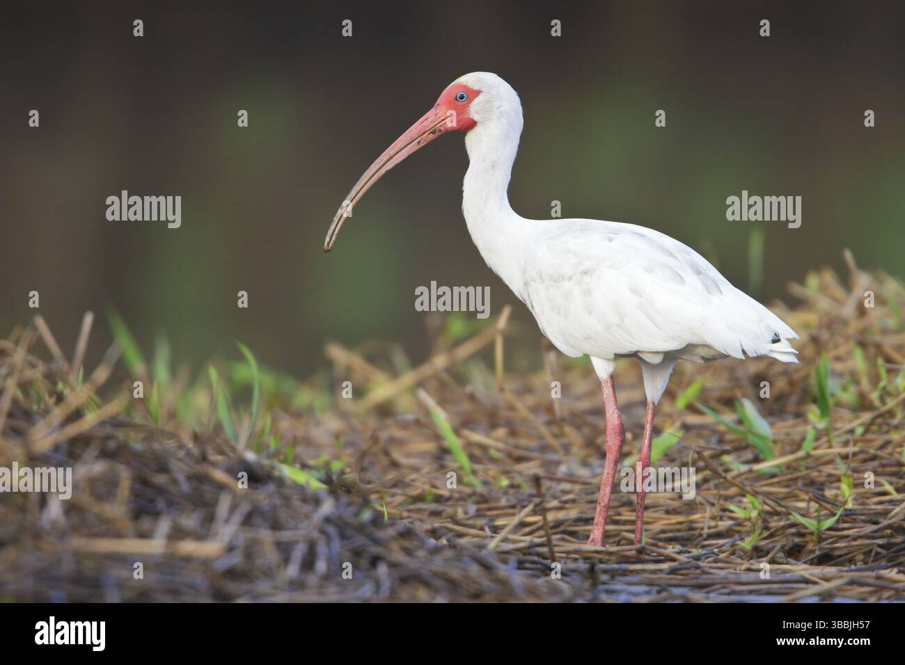 Weiße Ibis (Eudocimus albus), die am Ufer eines Flusses in Costa Rica, Mittelamerika, speisen Stockfoto Weiße Ibis (Eudocimus albus), die am Ufer eines Flusses in Costa Rica, Mittelamerika, speisen Stockfoto