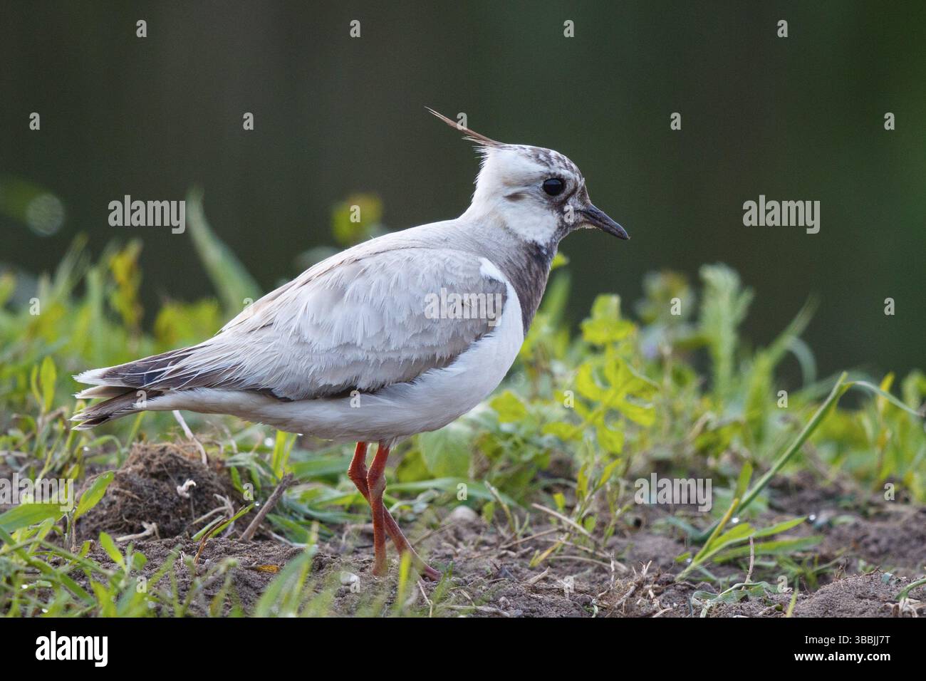 Nördlicher Lapwing (Vanellus vanellus) partieller Albino, Niederlande Stockfoto