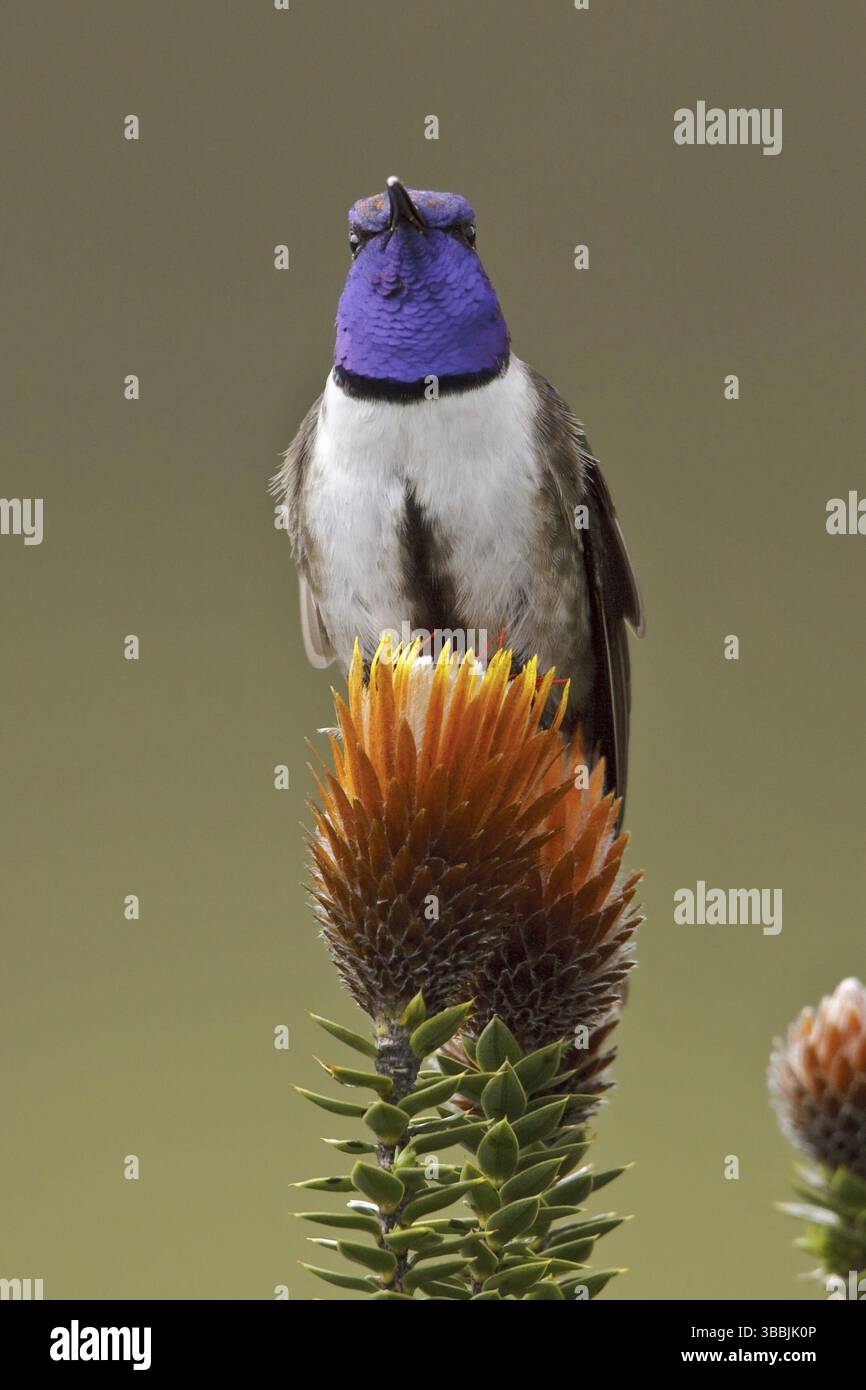 Ecuadorian Hillstar (Oreotrochilus chimborazo), Ecuador, Südamerika Stockfoto