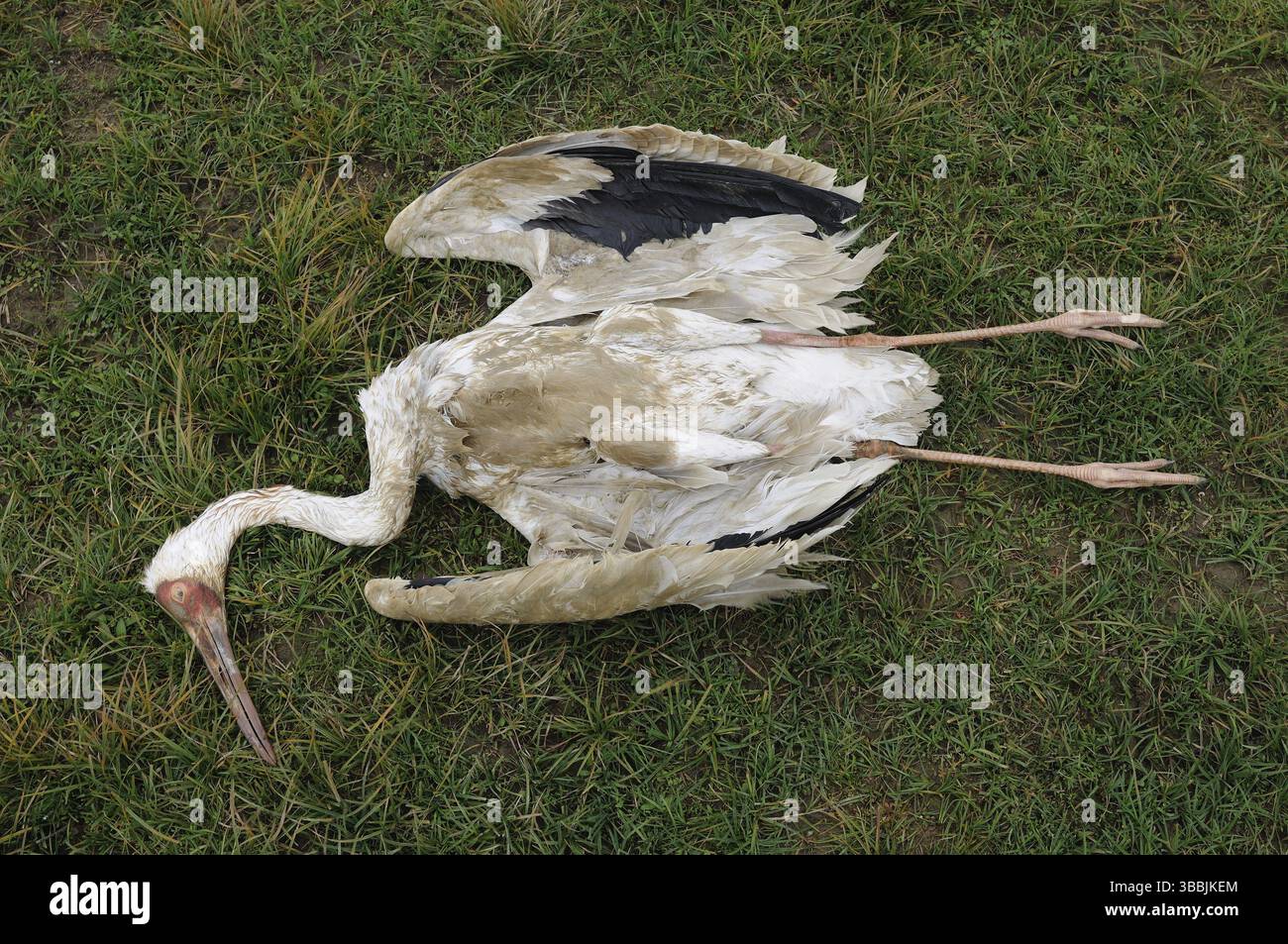 Sibirischer Krane (Leucogeranus leucogeranus), Poyang Lake, China, Asien Stockfoto
