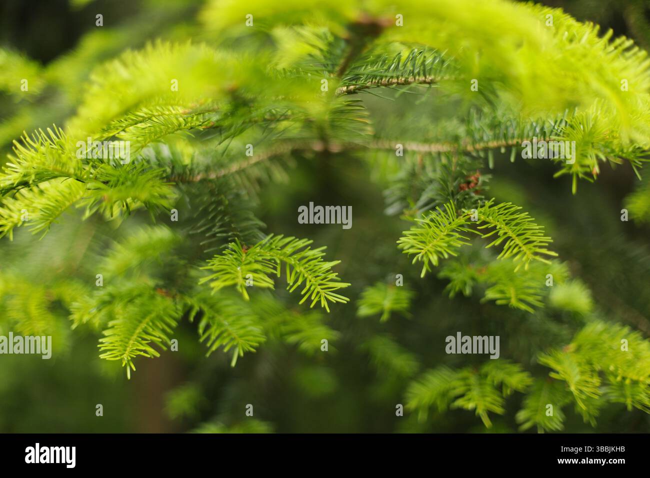 Nahaufnahme von Tannennadeln Stockfoto