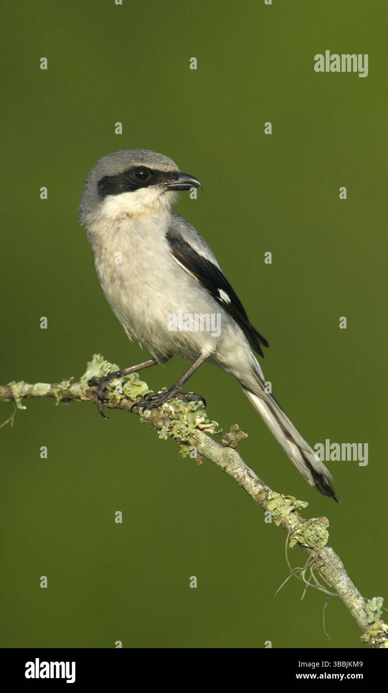 Karettenkrebse (Lanius ludovicianus), Texas, USA, Nordamerika Stockfoto