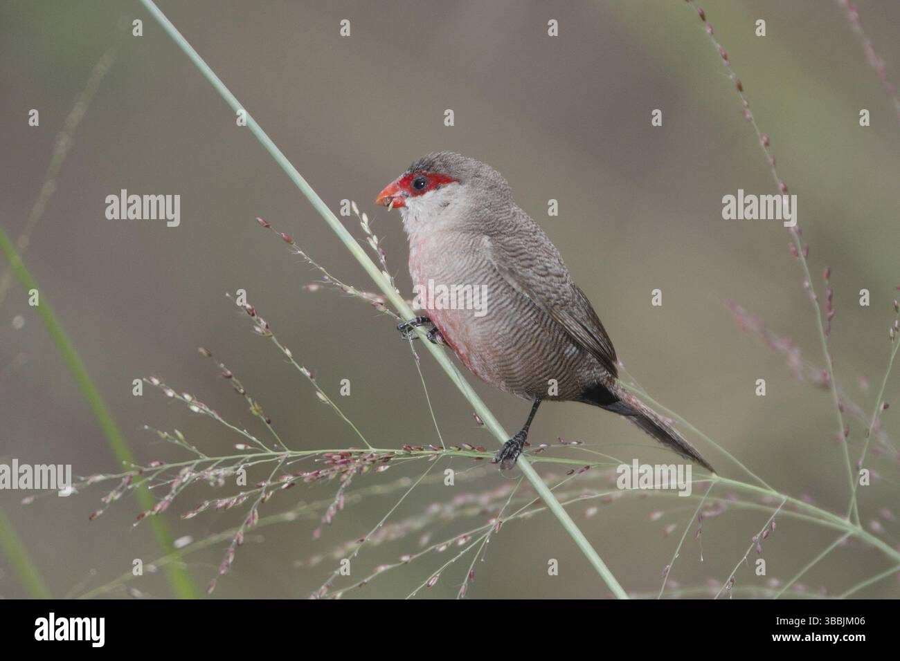 Gemeiner Waxbill (Estrilda astrild), Masai Mara, Kenia, Afrika Stockfoto