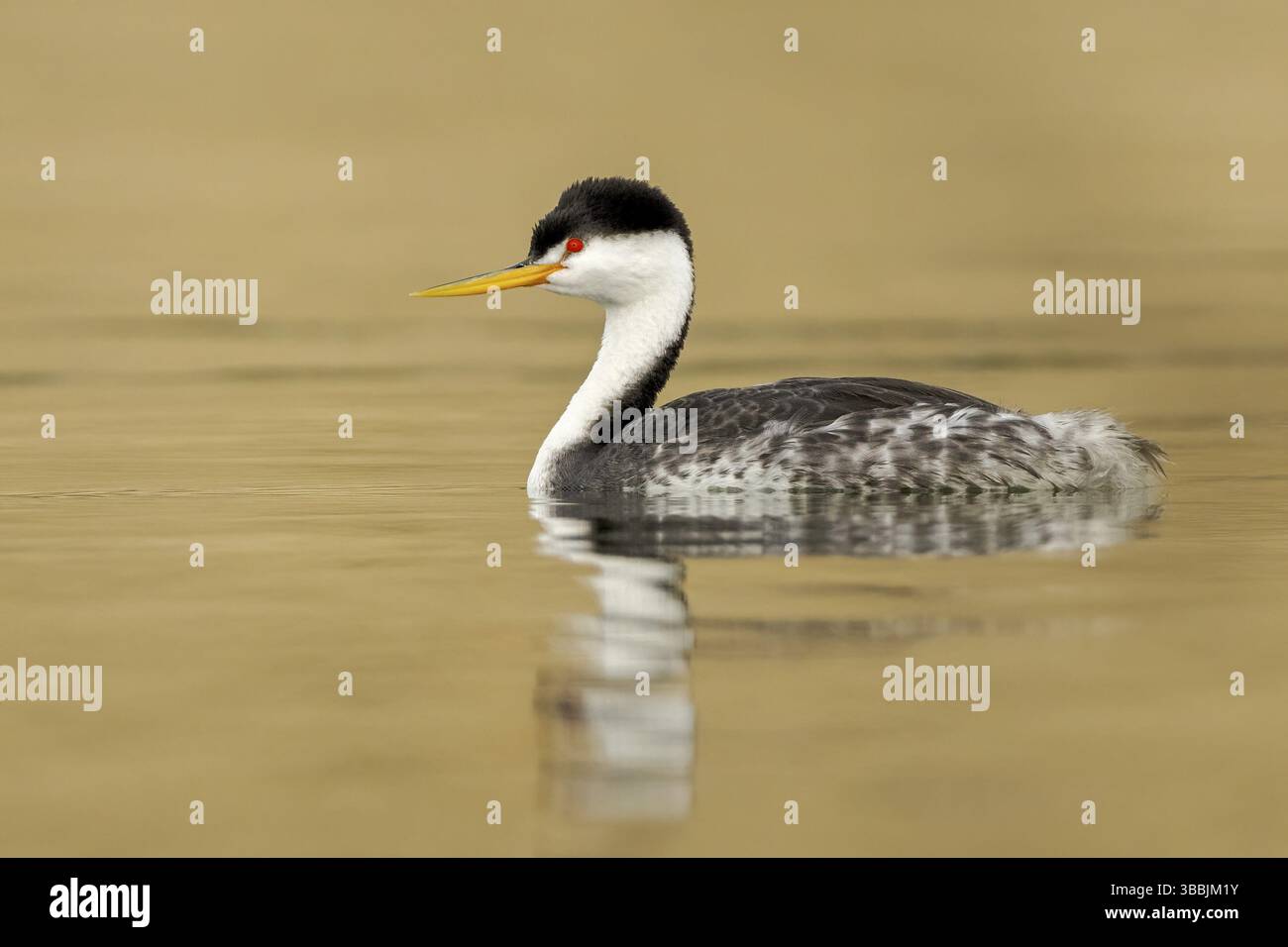 Clark's Grebe (Aechmophorus clarkii), Kalifornien, USA, Nordamerika Stockfoto