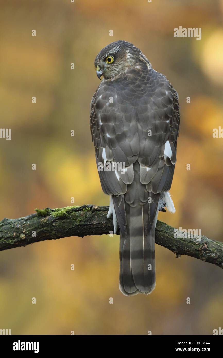 Eurasischer Sparrowhawk (Accipiter nisus) junger männlicher Mann, Utrecht, Niederlande Stockfoto